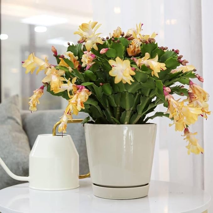 Christmas Cactus Thanksgiving Cactus (2 inch + Clay Pot) - Red/Pink/White Zygocactus - Holiday Decorating with Cacti and Succulents - Christmas Gift Ideas 2025