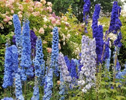 Blue Bell Delphinium Seeds - 650 Seeds