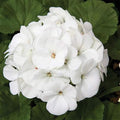 Maverick Series Geranium White ~10 Seeds – Pelargonium x hortorum – Non-GMO, Annual – Compact 12-18" Plants – 4-6" Blooms – for Containers, Borders & Flower Beds – 91-105 Days