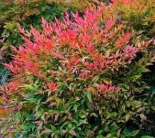 Gulf Stream Dwarf Nandina - Heavenly Bamboo - Live Plant - (1 QT)