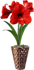 Easy to Grow Amaryllis Ferrari Red - 1 Planted Flower Bulb in a Rose Gold Vase Gift, Blooms Indoors for Holidays in 4 to 8 Weeks