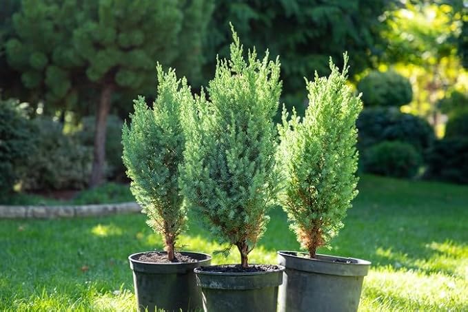 GARDENERA Premium Juniper Potting Soil Mix - Perfect Balance of Nutrients, Drainage, and Aeration for Healthy Juniper Trees - 4 Quart