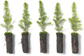 Black Spruce Live Tree Plug Seedlings | 6"-12" | Arbor Day Foundation (5-Pack)