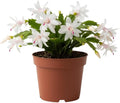 White Christmas Cactus Plants Live in 6 Inch Pot, Vibrant Christmas Cactus Blooms, Perennial Holiday Cactus Plant Flower Succulent Houseplant