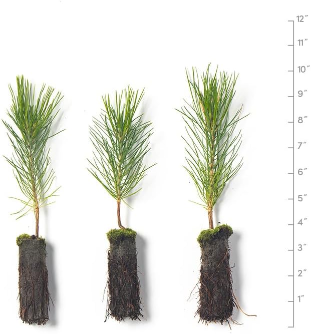 Ponderosa Pine Live Tree Plug Seedlings | 6"-12" | Arbor Day Foundation - (Due to Agricultural Laws, Unavailable to AZ, CA, ID, ME, MT or UT) (3-Pack)