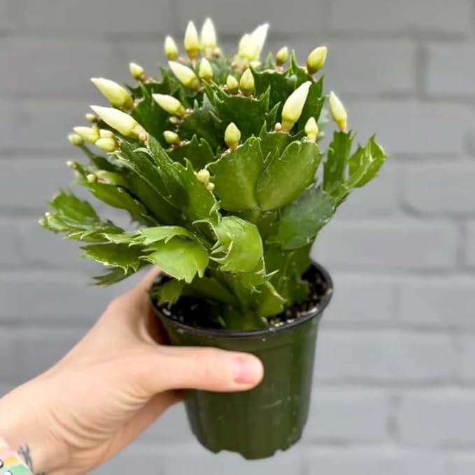 True Thanksgiving Cactus Plant Live in 4" Pot, Ready to Bloom, Holiday Christmas Cactus Plants Live, White Blooms