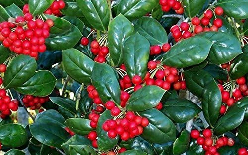 Burfordi Holly | 40 Live Plants | Ilex Cornuta | Fast Growing Evergreen Shrubs, Privacy Hedge Plants, Dark Green Foliage, Low Maintenance Landscaping, Ideal for Hedges and Borders