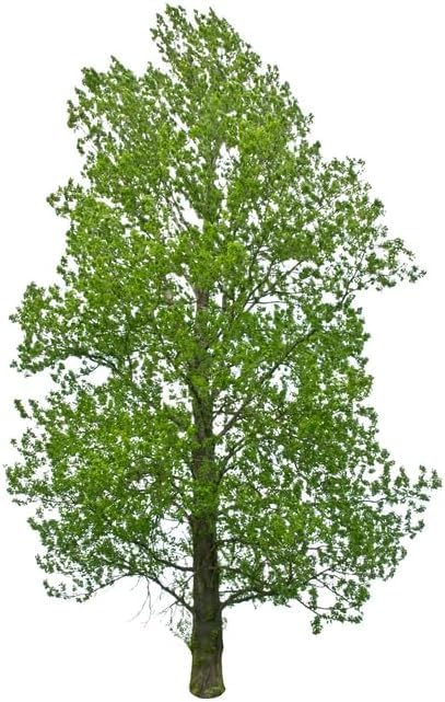 Hybrid Poplar Tree Seedlings for Planting - Fast Growing Privacy and Shade Trees (3 Trees)