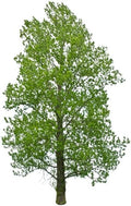 Hybrid Poplar Tree Seedlings for Planting - Fast Growing Privacy and Shade Trees (3 Trees)