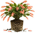 Salmon Christmas Cactus Plant, 3-6" Tall Colorful Holiday Cactus Houseplant Easy Care Tropical Flowering Succulent Live Plants, Well Rooted, No Pot