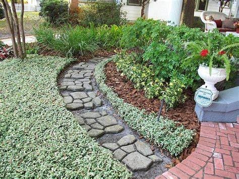 Variegated Asiatic Jasmine | 5 Live 4 Inch Plants | Trachelospermum Asiaticum | Fast Growing Ground Cover, Evergreen Foliage, Low Maintenance Vine, Landscaping Shrub, Drought Tolerant Plant