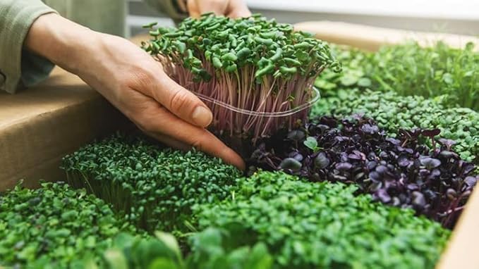 100% Natural Organic Microgreens Premium Potting Mix by Gardenera: Ideal Balance of Air, Moisture, and Nutrients - 2 Quart