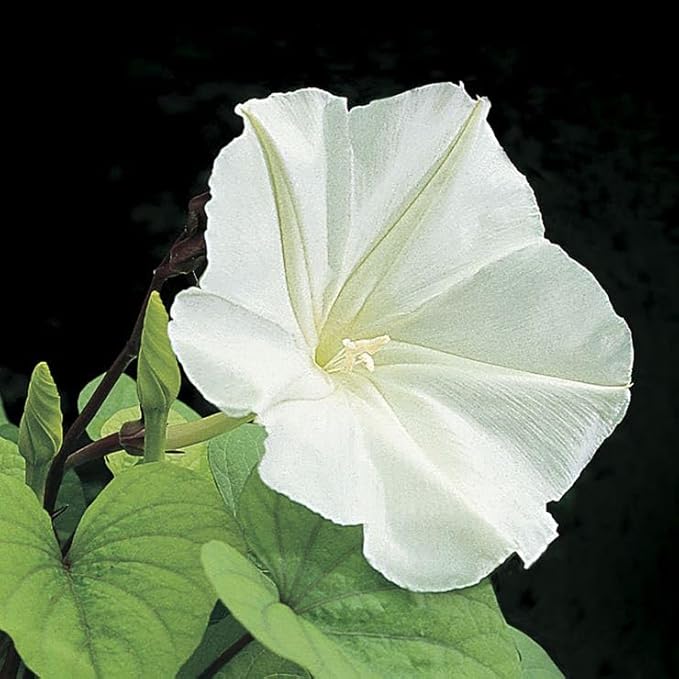 Park Seed Moonflower Plant Vine Seeds – Pack of 100 Seeds, 6-Inch Fragrant Blooms, Ideal for Night Gardens, Trellises, and Patios