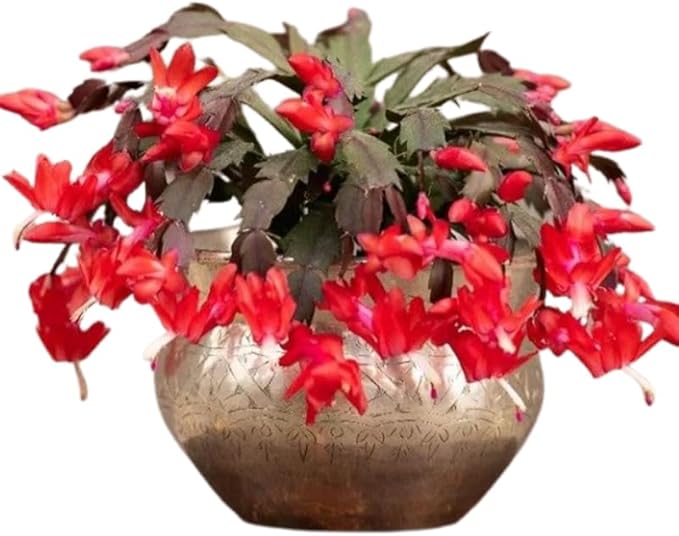 True Thanksgiving Cactus Plant Live in 4" Pot, Ready to Bloom, Holiday Christmas Cactus Plants Live, Red Blooms