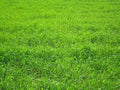 Perennial Ryegrass Seeds – 1 Pound Premium Quality Non-GMO Grass Seed for Lawns, Pastures, and Sports Fields