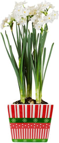 Easy to Grow Paperwhites 4 Flower Bulbs Planted in a Holiday Square Gift, Blooms Indoors for Holidays, Spice Fragrance