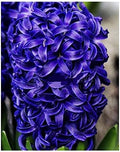 5 Aida Hyacinth Bulbs - 16-17 cm, Vibrant Spring Blooms in Rich Colors for Zones 4-10, Pre-Chilling Required for Zones 8-10 for Optimal Growth