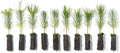 Ponderosa Pine Live Tree Plug Seedlings | 6"-12" | Arbor Day Foundation - (Due to Agricultural Laws, Unavailable to AZ, CA, ID, ME, MT or UT) (10-Pack)