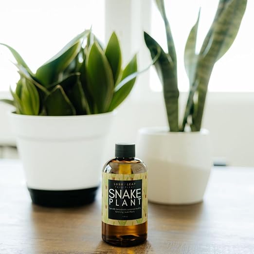 Lush Leaf | Plant Food (Snake Plant)
