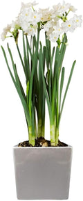 Easy to Grow Paperwhites 4 Flower Bulbs Planted in a Silver Square Gift, Blooms Indoors for Holidays, Spice Fragrance