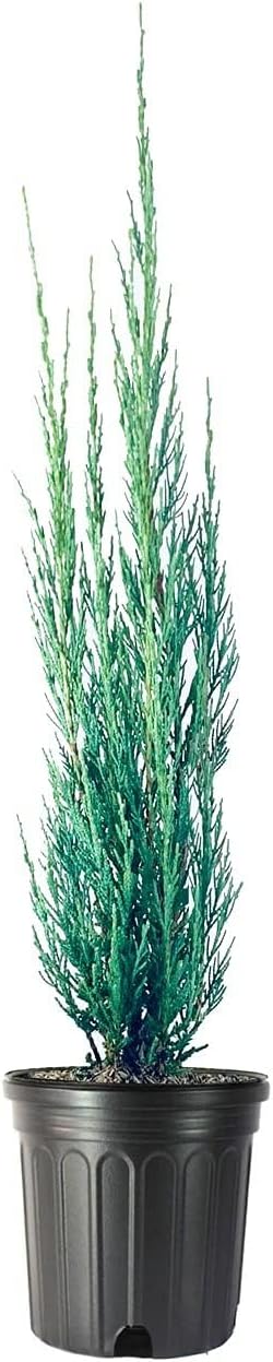 Skyrocket Juniper | 3 Large Gallon Size Plants | Juniperus Scopulorum | Evergreen Privacy Screen, Fast Growing Landscape Tree, Low Maintenance Garden, Ornamental Foliage, Drought Tolerant Plant