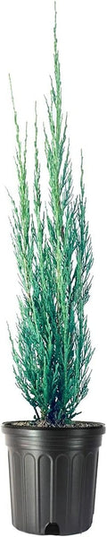 Skyrocket Juniper | 3 Large Gallon Size Plants | Juniperus Scopulorum | Evergreen Privacy Screen, Fast Growing Landscape Tree, Low Maintenance Garden, Ornamental Foliage, Drought Tolerant Plant