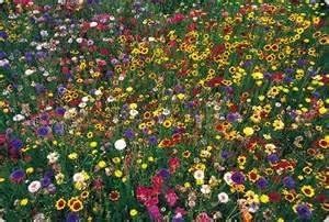 Wildflower Seed Mix, 16 Ounces of Seed (1 Pound), Great for Colorful Border Gardens, USA Product.