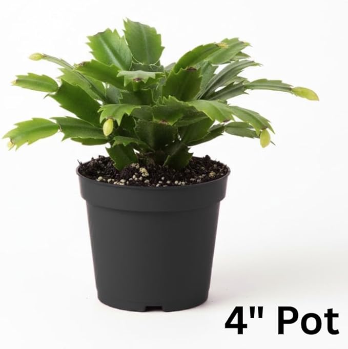 White Christmas Cactus Plants Live in 4 Inch Pot, Vibrant Christmas Cactus Blooms, Perennial Holiday Cactus Plant Flower Succulent Houseplant