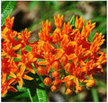Butterfly Tuberosa Milkweed Seeds - Food for Monarch Butterflies