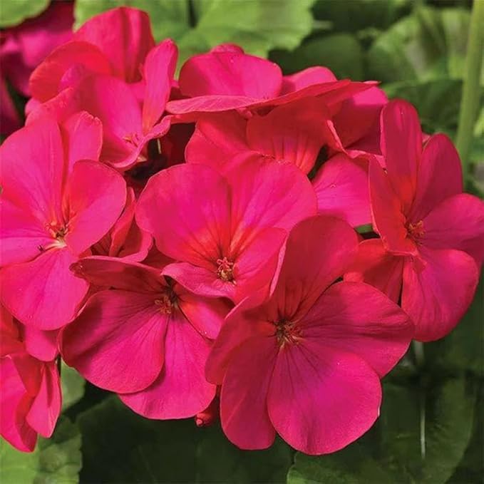 Maverick Series Geranium Violet ~50 Seeds – Pelargonium x hortorum – Non-GMO, Annual – Compact 12-18" Plants – 4-6" Blooms – for Containers, Borders & Flower Beds – 91-105 Days
