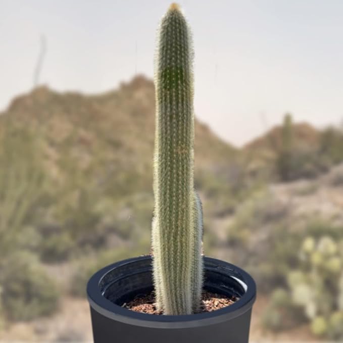 Cactus Outlet - Cactus Plants Live, Live Plants Outdoor & IndoorUse, Live Cactus, Silver Torch