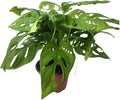 CoollectivePlants Monstera Swiss Cheese – Live Monstera Plant in 4″ Grower’s Pot, Easy Care Indoor House Plants Live and Low Maintenance Indoor Plant
