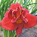 Fires of Fuji Daylily Flower Bulb - Naturalizing - Perennializing - Easy to Grow Live Plants - Outdoor Garden