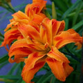 3 Double Orange Daylily Bulbs for Planting, Reblooming Daylilies Roots, Hardy Perennial Flowers Bulbs, Gardens and Borders Planting