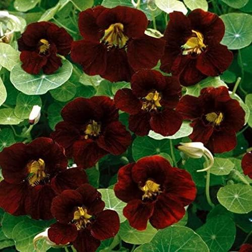 Outsidepride Tom Thumb Black Velvet Nasturtium Seeds - 400 Pcs Annual, Easy to Grow & Versatile, Flower Seeds for Planting Vibrant Blooms, Ideal for Gardens, Borders, and Pollinator Gardens