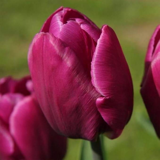 Purple Prince Tulip Bulbs – 30 Bulbs Easy Grow Perennial Tulips | Vibrant Early Spring Blooms | Fall Planting | Excellent for Cutting & Garden Borders