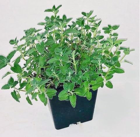 Greenwood Nursery: Live Perennial Plants - 'Walkers Low' Catmint + Nepeta × Faassenii - [Qty: 1x Pint Pot] - (Click for Other Available Plants/Quantities)