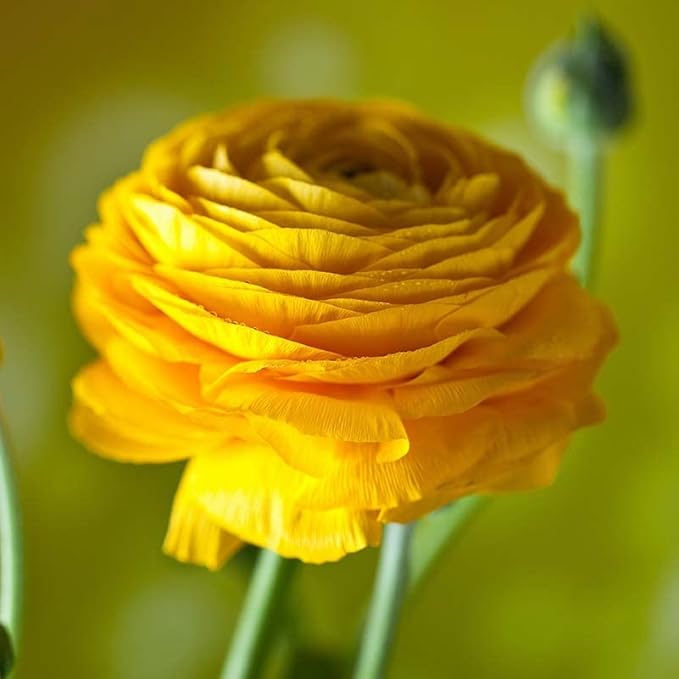 25 Yellow Ranunculus Bulbs Spring Planting - Buttercup Flower Bulb Value Bag - Plant in Gardens, Containers & Flowerbeds - Easy to Grow Perennial Flowers Bulbs by Willard & May