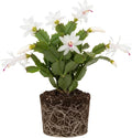 White Christmas Cactus Plants Live, Size 3-6" Christmas Cactus Plant, Colorful Holiday Houseplant Flowering Succulent Live Plants for Planting, Well Rooted, No Pot