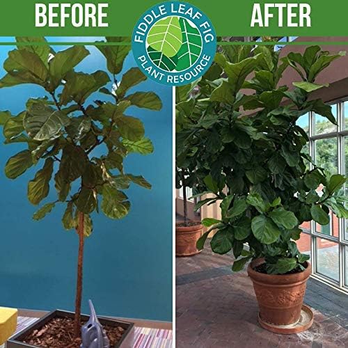 Fiddle Leaf Fig Plant Food – 3‑1‑2 Balanced NPK Liquid Fertilizer for Larger Leaves, Stronger Roots & Steady, Vibrant Growth | Suitable for All Ficus Including Ficus Lyrata | Made in USA | 8 oz