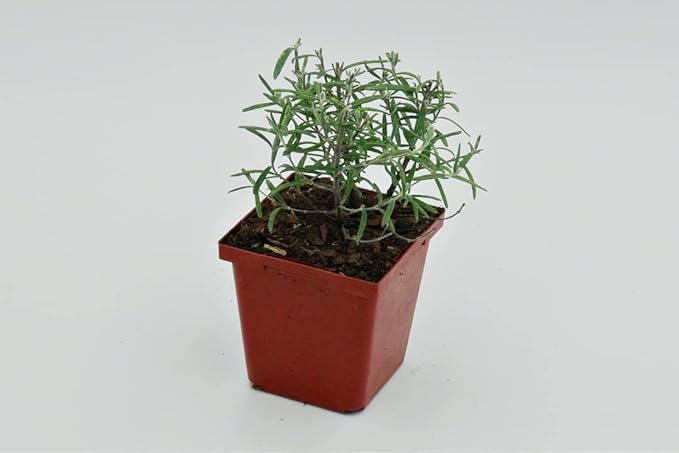 Greenwood Nursery: Live Perennial Plants - ARP Rosemary + Rosmarinus Officinalis - [Qty: 3X 3.5 Pots] - (Click for Other Available Plants/Quantities)