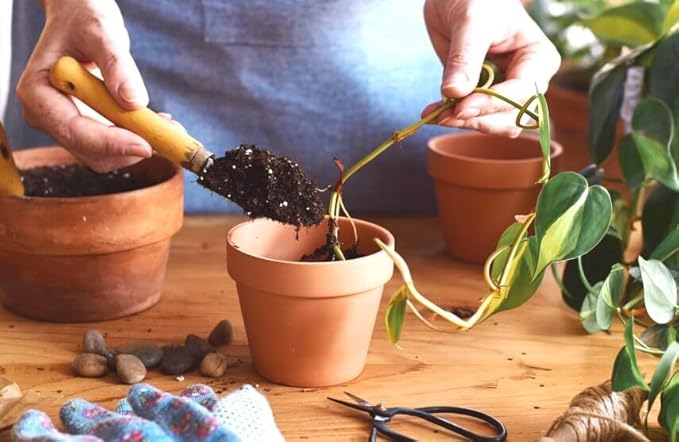 Elevate Your Space with Gardenera's Organic Potting Mix - Tailored for Thriving Epipremnum Plants and Gorgeous Leaves - 2 Quart