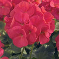 Maverick Series Geranium Coral ~50 Seeds – Pelargonium x hortorum – Non-GMO, Annual – Compact 12-18" Plants – 4-6" Blooms – for Containers, Borders & Flower Beds – 91-105 Days