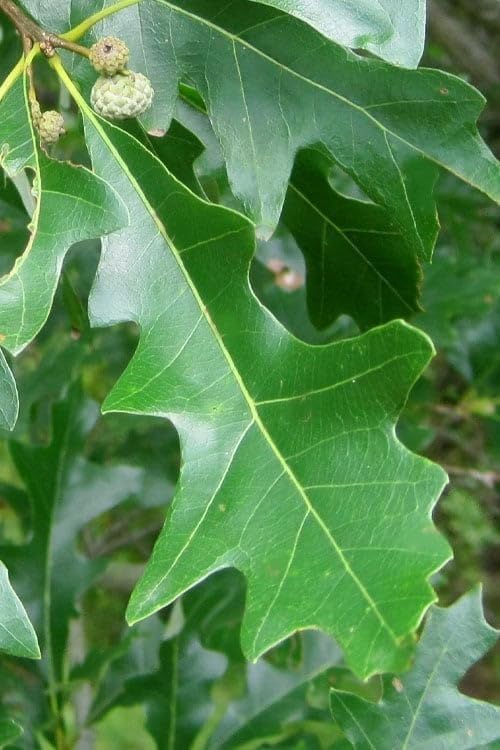 Overcup Oak Tree | 20 Live Seedlings | Quercus Lyrata | Ideal for Landscaping & Shade | Long-Lasting & Resilient Plant