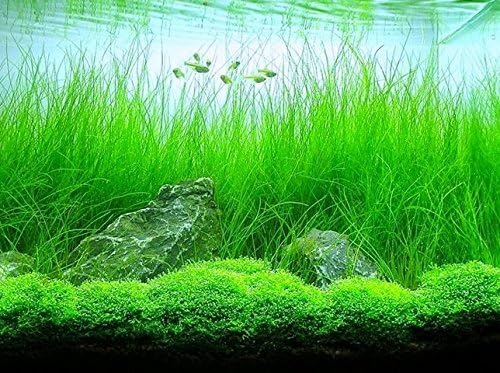 3 Pack Freshwater Aquarium Decor, Easy Growing Dwarf Carpet for Fish Tank/Terrarium, Natural Aquatic Plant Growth Material (Long Hair Grass)