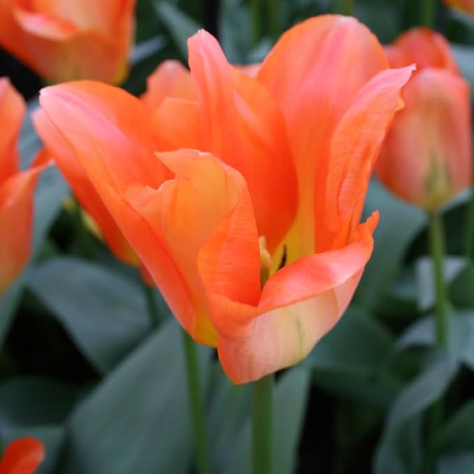 Orange Brilliant Fosteriana Tulip Flower Bulbs - 10 Bulbs per Pack - Good as Cut Flowers - Good for Indoor Forcing - Grows Well in Containers - Perennializing