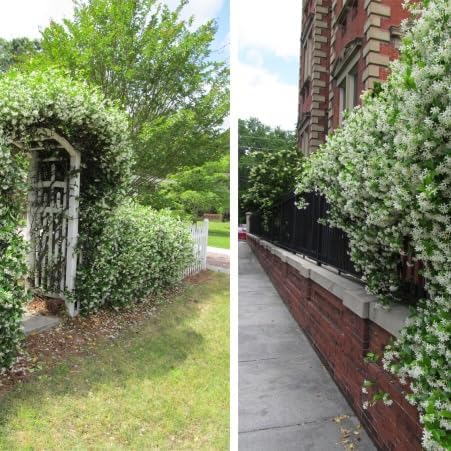 Star Jasmine/Confederate Jasmine - Trachelospermum Jasminoides. Live. Fragrant Flowers. (2 Plants in Cup)