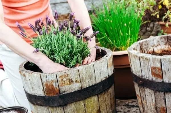 Gardenera Moisture Control Potting Mix - Perfect for Indoor and Outdoor Container Gardening! - 2 Quart