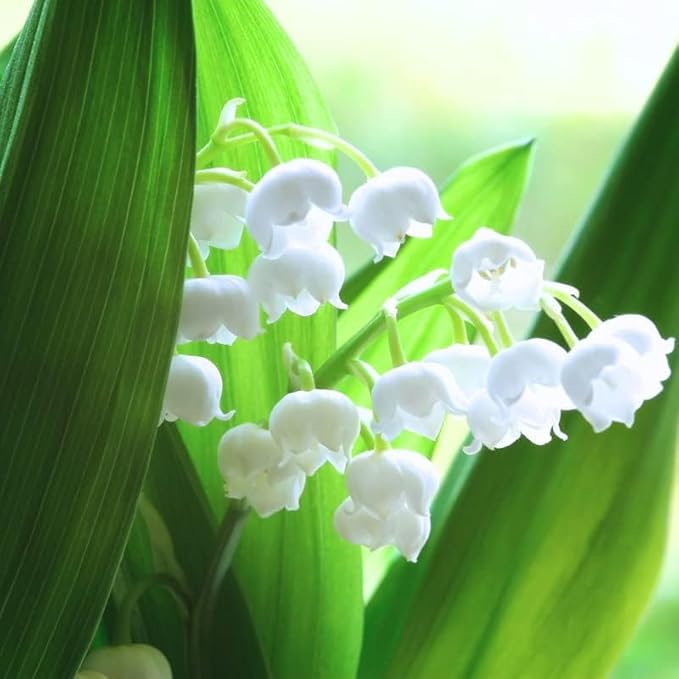 10 Lily of The Valley Bulbs for Planting - Stunning White Weeping Flowers - Fresh Leucojum Bulbs to Grow