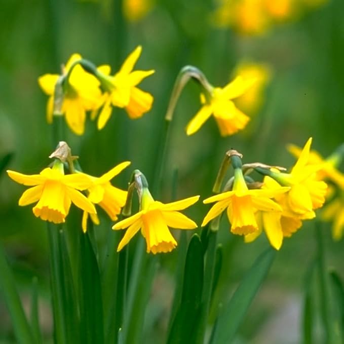 Tete A Tete Daffodil Flower Bulbs Jumbo Pack - 50 Bulbs per Pack - Deer Resistant - Good as Cut Flowers - Good for Indoor Forcing - Grows Well in Containers - Naturalizing - Perennializing